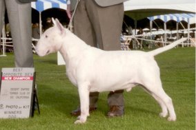 Ch Bulroarus Tuff at the Top