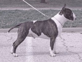 Ch Old Forge Tug McGraw at Chevalier ROM