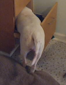 Anna climbs in to look for squeakies