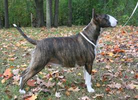 Ch Nuance Nonchalance, ROM