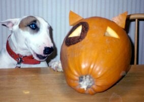 Mina and her pumpkin