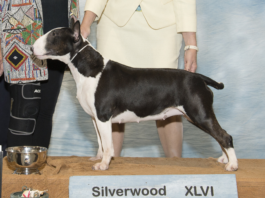 Iris Silverwood 2015