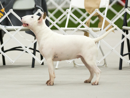  Nuance Naughty or Nice 