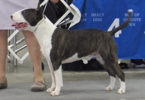  Nuance Name in Lights 