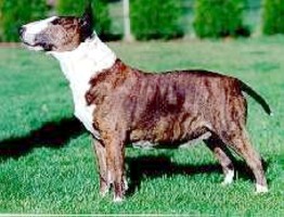 Ch Westbrook Walking Song